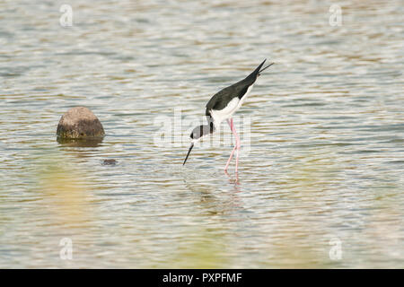 Hawaiian black-necked Stelzenläufer, Maui Stockfoto