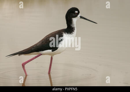 Hawaiian black-necked Stelzenläufer, Maui Stockfoto