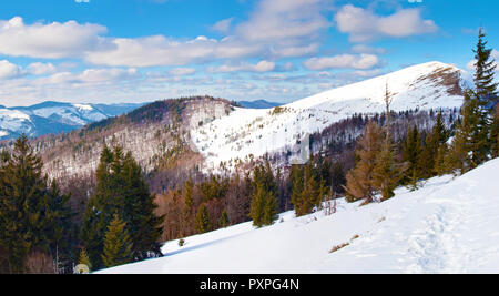 Parashka Berg im Schnee in den Karpaten bedeckt. Wald mit hohen immergrünen Fichten. Sonnigen Wintertag; flauschige Wolken im Blu Stockfoto