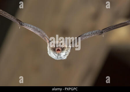 Seltene Natterer von bat (Myotis nattereri) fliegen auf Kirche Dachgeschoss mit auffälligen weißen Bauch Stockfoto