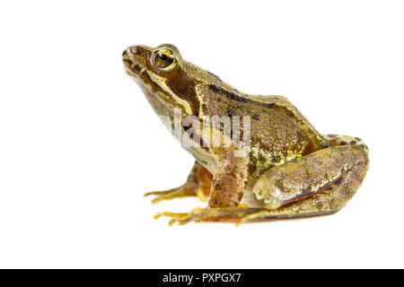 Gemeinsame Braun Frosch (Rana temporaria), die an der Kamera auf weißem Hintergrund Stockfoto