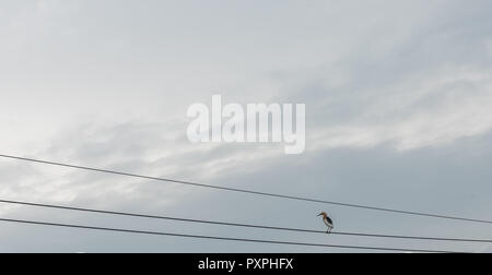 Vogel, stehend auf einem Draht mit Himmel im Hintergrund Stockfoto