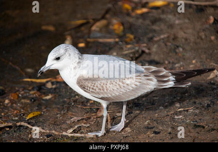 Erste Wintergemeine Möwe, Larus Canus, am Boden, Brent Reservoir oder Welsh Harp Reservoir, Brent, London, Vereinigtes Königreich Stockfoto