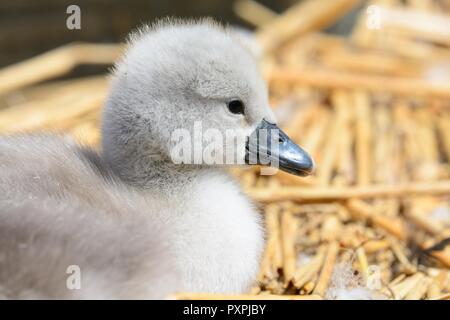 Nahaufnahme, Porträt einer Mute swan Cygnet (Cygnus olor) im Nest Stockfoto