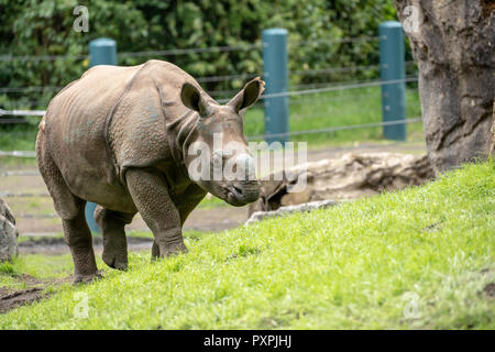 Taj, ein 17-Monate-altes Männchen größer One-horned Rhinoceros/Indische Nashorn/Große Indische Nashorn wandern in seinem neuen Zuhause Stockfoto