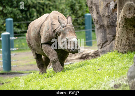 Taj, ein 17-Monate-altes Männchen größer One-horned Rhinoceros/Indische Nashorn/Große Indische Nashorn wandern in seinem neuen Zuhause Stockfoto