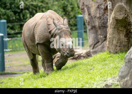 Taj, ein 17-Monate-altes Männchen größer One-horned Rhinoceros/Indische Nashorn/Große Indische Nashorn wandern in seinem neuen Zuhause Stockfoto