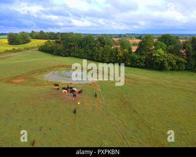 Kühe grasen in Feld durch ausgetrocknete Teich. Stockfoto