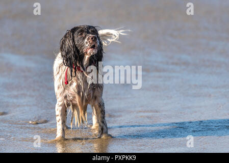 Ein nasser Springer Spaniel stehend auf dem Ufer am Fistral Beach in Newquay in Cornwall. Stockfoto