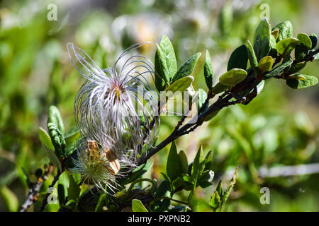 Alpine Pflanzen in voller Blüte Stockfoto