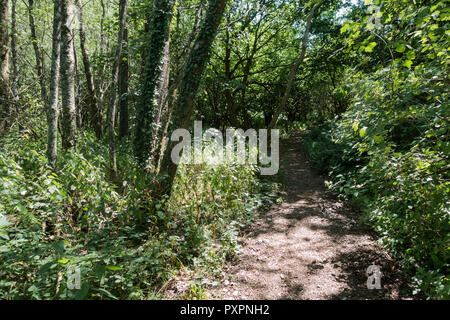 Footpath leading through woodland, Hampshire, UK Stockfoto