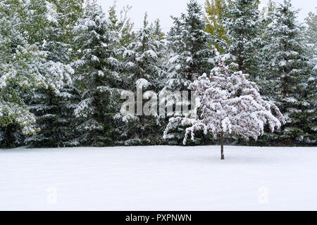 Crab Apple tree während einer Herbst Schneefall. Stockfoto