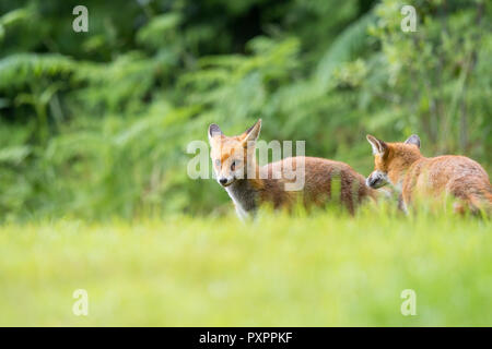 Niedrige Winkelansicht von zwei jungen, wilden britischen Rotfüchsen (Vulpes vulpes) in der Sommerlandschaft, isoliert im Gras stehend, wachsam und verspielt. Fuchstiere. Stockfoto