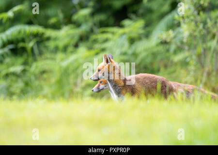 Niedrigen Winkel, Seitenansicht von Paar von Jungen, wilden roten Fuchs (Vulpes vulpes) stand noch, Seite an Seite, Ausschreibung in Gras, mit natürlichen UK woodland Hintergrund. Stockfoto