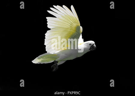 Flying weißen Schwefel-Crested cockatoo auf schwarzem Hintergrund Stockfoto