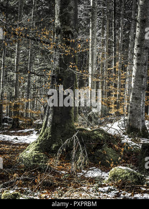 Wald im Frühjahr Stockfoto