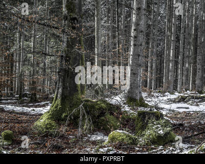 Wald im Frühjahr Stockfoto