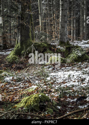 Wald im Frühjahr Stockfoto