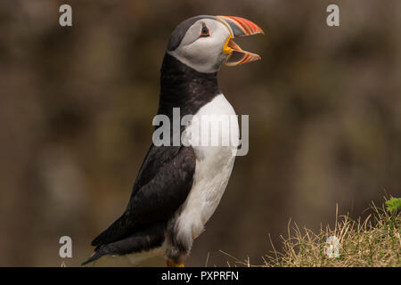 Papageitaucher Kolonie an Elliston, Neufundland, papageientaucher Nahaufnahme. single Vogel Stockfoto