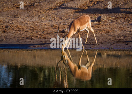 Gemeinsame Impala im Krüger Nationalpark, Südafrika; Specie Aepyceros melampus Familie der Hornträger Stockfoto