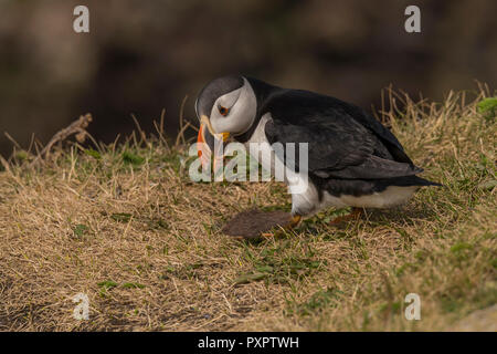 Papageitaucher Kolonie an Elliston, Neufundland, papageientaucher Nahaufnahme. single Vogel Stockfoto