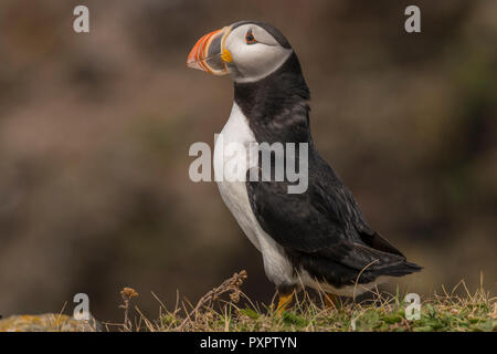 Papageitaucher Kolonie an Elliston, Neufundland, papageientaucher Nahaufnahme. single Vogel Stockfoto