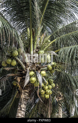 Kokosnüsse auf eine Kokospalme (Cocos Nucifera), Koh Samui, Thailand, Asien Stockfoto
