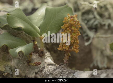 Männliche Blüten der Johannisbrotbaum, Ceratonia siliqua, wachsende direkt aus Holz. Stockfoto