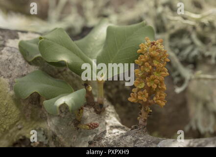 Männliche Blüten der Johannisbrotbaum, Ceratonia siliqua, wachsende direkt aus Holz. Stockfoto