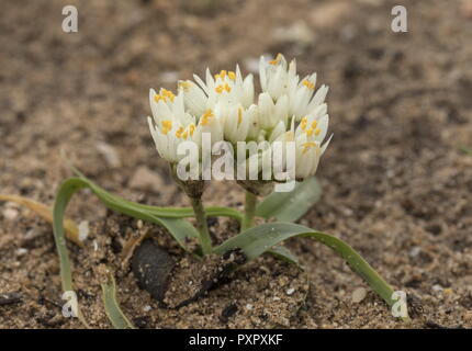 Ein wilder Knoblauch, Allium subvillosum in Blüte in sandigen Küsten Boden, Algarve, Portugal. Stockfoto