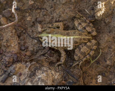 Perez frog's oder Iberischen waterfrog, Pelophylax perezi, an der Algarve, Portugal. Stockfoto