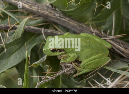 Stripeless Laubfrosch, Hyla meridionalis, Distel, Algarve, Portugal. Stockfoto