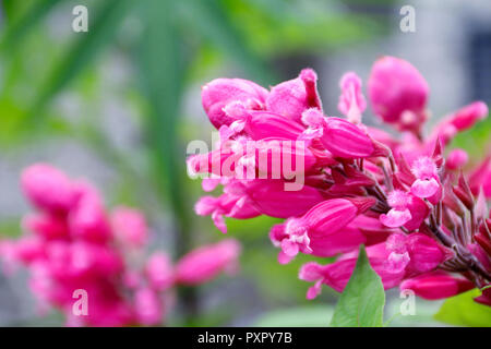 In der Nähe von rosa Blüten von Salvia Involucrata Boutin (roseleaf Salbei) Stockfoto