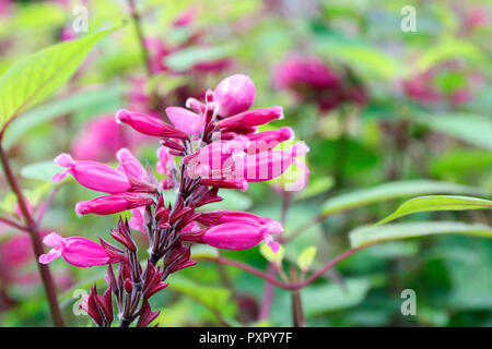 In der Nähe von rosa Blüten von Salvia Involucrata Boutin (roseleaf Salbei) Stockfoto