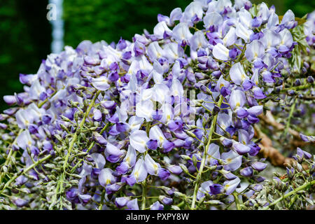 Nahaufnahme von lila und weißen Blumen der Wisteria sinensis (Chinesische Wisteria) Stockfoto