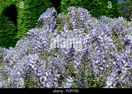 Wisteria sinensis (Chinesische Wisteria) in voller Blüte Stockfoto