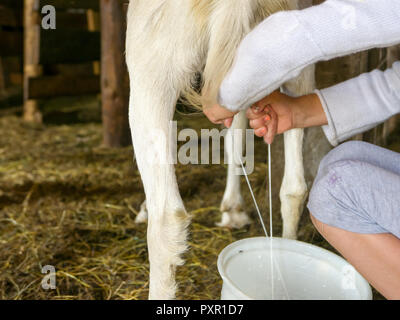 Ziege melken, frische Milch Stockfoto