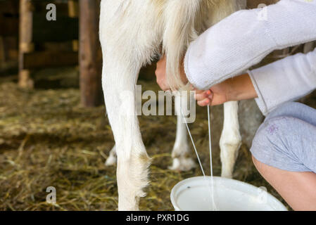 Ziege melken, frische Milch Stockfoto