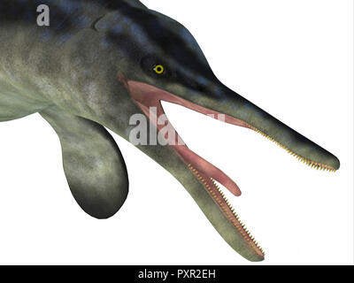 Ichthyosaur Cymbospondylus war ein Fleischfresser, die in den Meeren Deutschland lebte, und Nevada während der Trias. Stockfoto