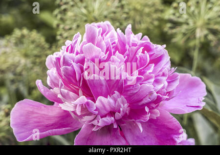 Pinkfarbene blühende Pfingstrose (Paeonia Festiva) in einem Garten, Bayern, Deutschland.. blühen rosa Pfingstrose (Paeonia festiva) in einem Garten, Bayern, G Stockfoto