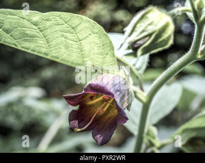 Belladonna oder Tollkirsche (Atropa Belladonna), Bayern, Deutschland, Europa Stockfoto