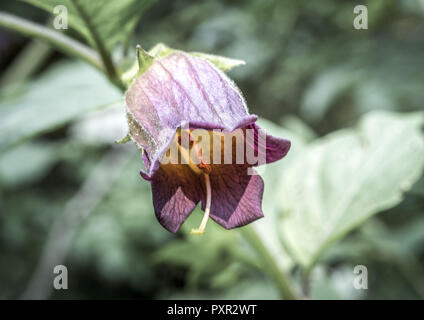 Belladonna oder Tollkirsche (Atropa Belladonna), Bayern, Deutschland, Europa Stockfoto