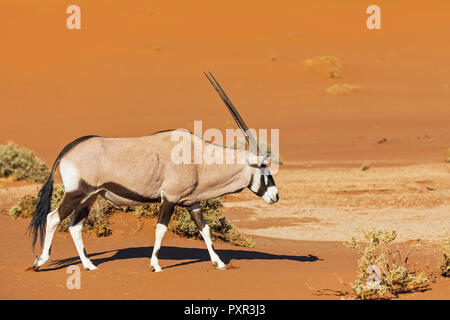 Namibia, Namib-Naukluft-Nationalpark, Oryx wandern, Oryx gazella Stockfoto