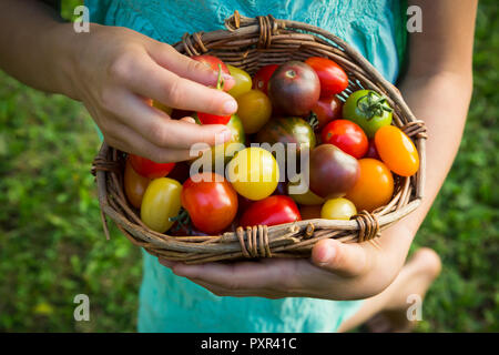 Hände von kleinen Mädchen mit Korb der Heirloom Tomaten, close-up Stockfoto