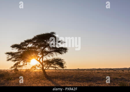 Afrika, Botswana, Central Kalahari Game Reserve, Regenschirm Thorn Akazie, Acacia tortilis bei Sonnenaufgang Stockfoto