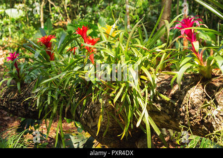 Blumen blühen in den Dschungel Stockfoto