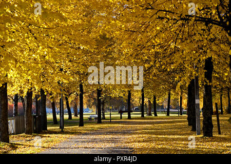 Gelbe Linden durch die Gasse in einer kleinen Stadt in Finnland Stockfoto