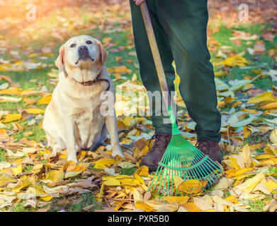 Ein Mann rechen Laub im Garten gefallen. Labrador Retriever Hunde in der Nähe der Mann sitzt Stockfoto