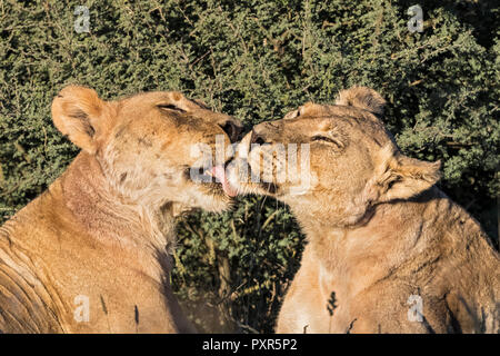 Botswana, Kgalagadi Transfrontier Park, grooming Löwin Stockfoto