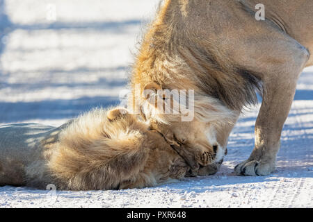 Botswana, Kgalagadi Transfrontier Park, zwei Löwen, Panthera leo, männlich, kuscheln Stockfoto